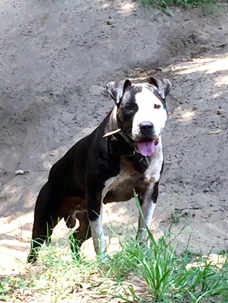 American Bulldogs Dogs Lightning american bulldogs dogs lightning