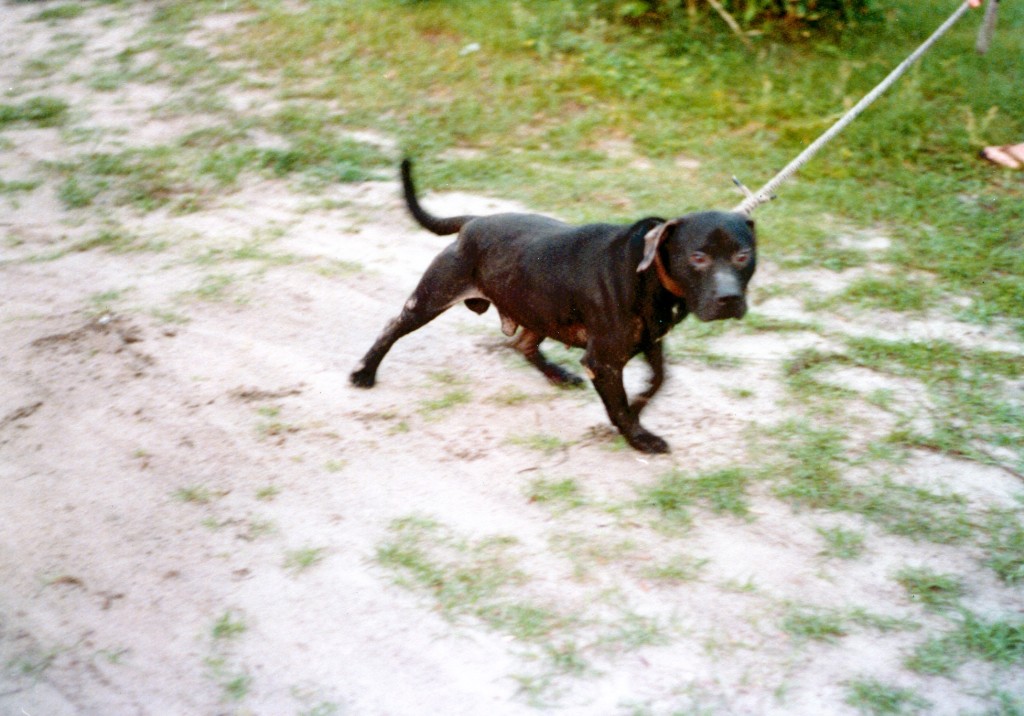 eli pitbull puppies for sale